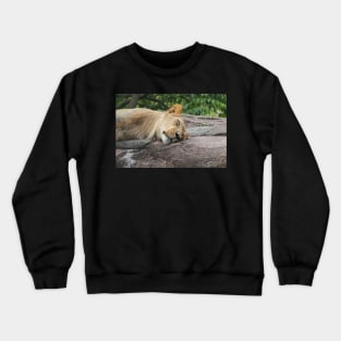 Beautiful Lion enjoying an afternoon nap Crewneck Sweatshirt